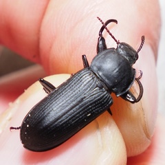 Tenebrio opacus
