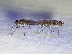 Ozodiceromyia notata