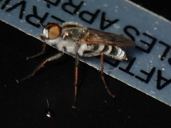Ozodiceromyia notata