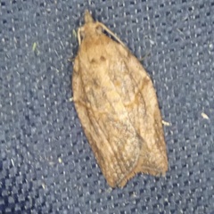 Epiphyas postvittana