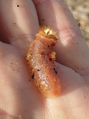 Pectinariidae
