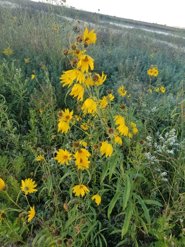 Helianthus maximiliani