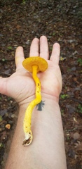 Aureoboletus auriflammeus