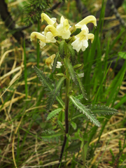 Pedicularis lapponica