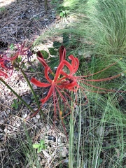 Lycoris