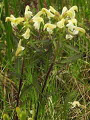 Pedicularis lapponica