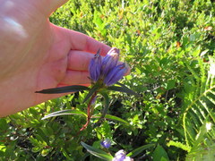 Gentiana linearis