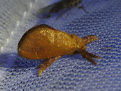 Adoneta pygmaea