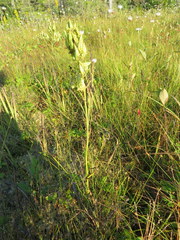 Stenanthium leimanthoides