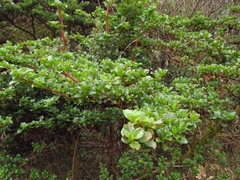 Escallonia myrtilloides