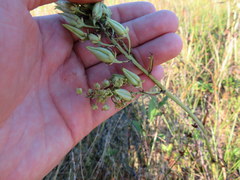 Stenanthium leimanthoides
