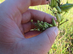 Stenanthium leimanthoides