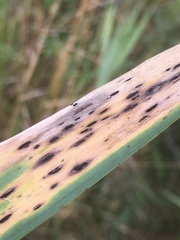 Puccinia phragmitis