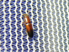 Aulonium tuberculatum
