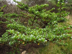 Escallonia myrtilloides