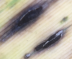 Puccinia phragmitis