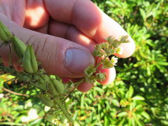 Stenanthium leimanthoides