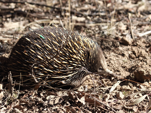 Short-beaked Echidna, photo 5 of 10