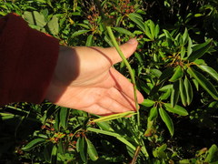 Stenanthium leimanthoides