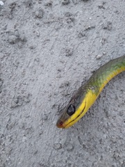 Chironius bicarinatus