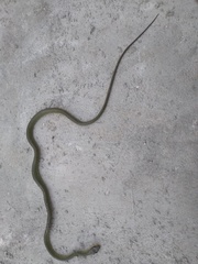 Chironius bicarinatus