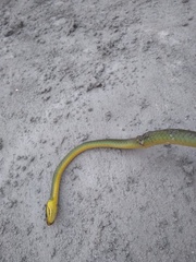 Chironius bicarinatus