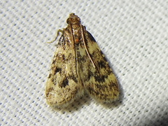 Aglossa disciferalis