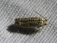 Eucosma argutipunctana