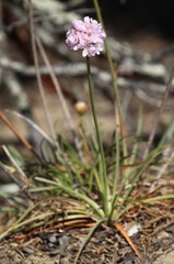 Armeria maritima californica