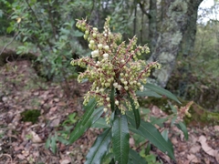 Comarostaphylis