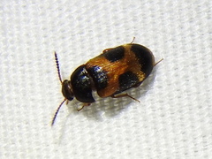 Mycetophagus punctatus