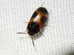 Mycetophagus punctatus