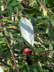 Elaeagnus umbellata