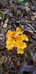 Craterellus odoratus