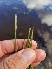 Eleocharis robbinsii