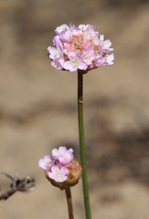 Armeria maritima californica