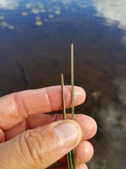 Eleocharis robbinsii