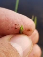 Eleocharis robbinsii