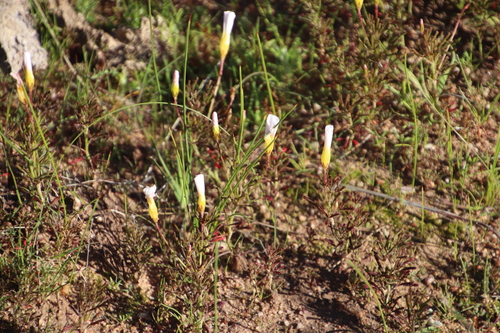 Image of Oxalis recticaulis by (c) Tony Rebelo, some rights reserved (CC BY-SA)