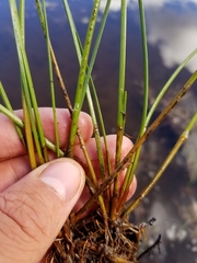 Eleocharis robbinsii