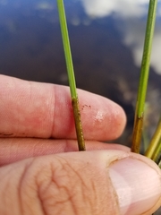 Eleocharis robbinsii