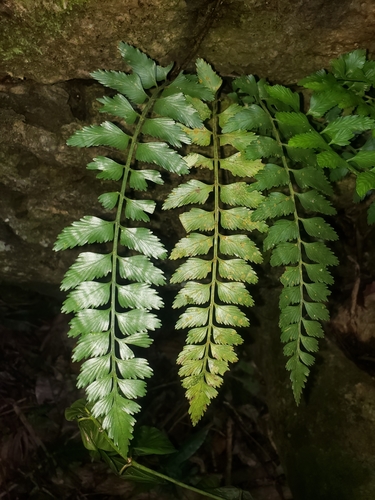 Aspleniaceae