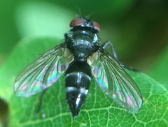 Gastrolepta anthracina