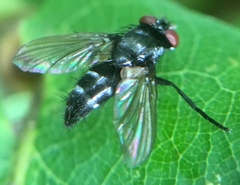 Gastrolepta anthracina