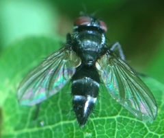 Gastrolepta anthracina