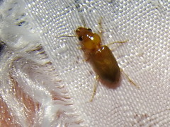 Pogonodaptus mexicanus