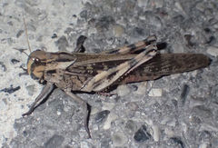 Locusta migratoria
