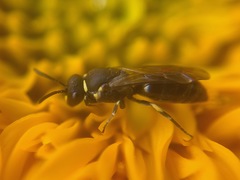 Hylaeus affinis