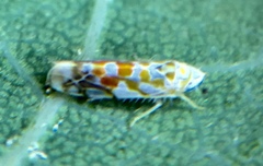 Typhlocyba quercus