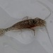 Blacktail Bay Shrimp - Photo (c) ChrisMcV, some rights reserved (CC BY-NC), uploaded by ChrisMcV
